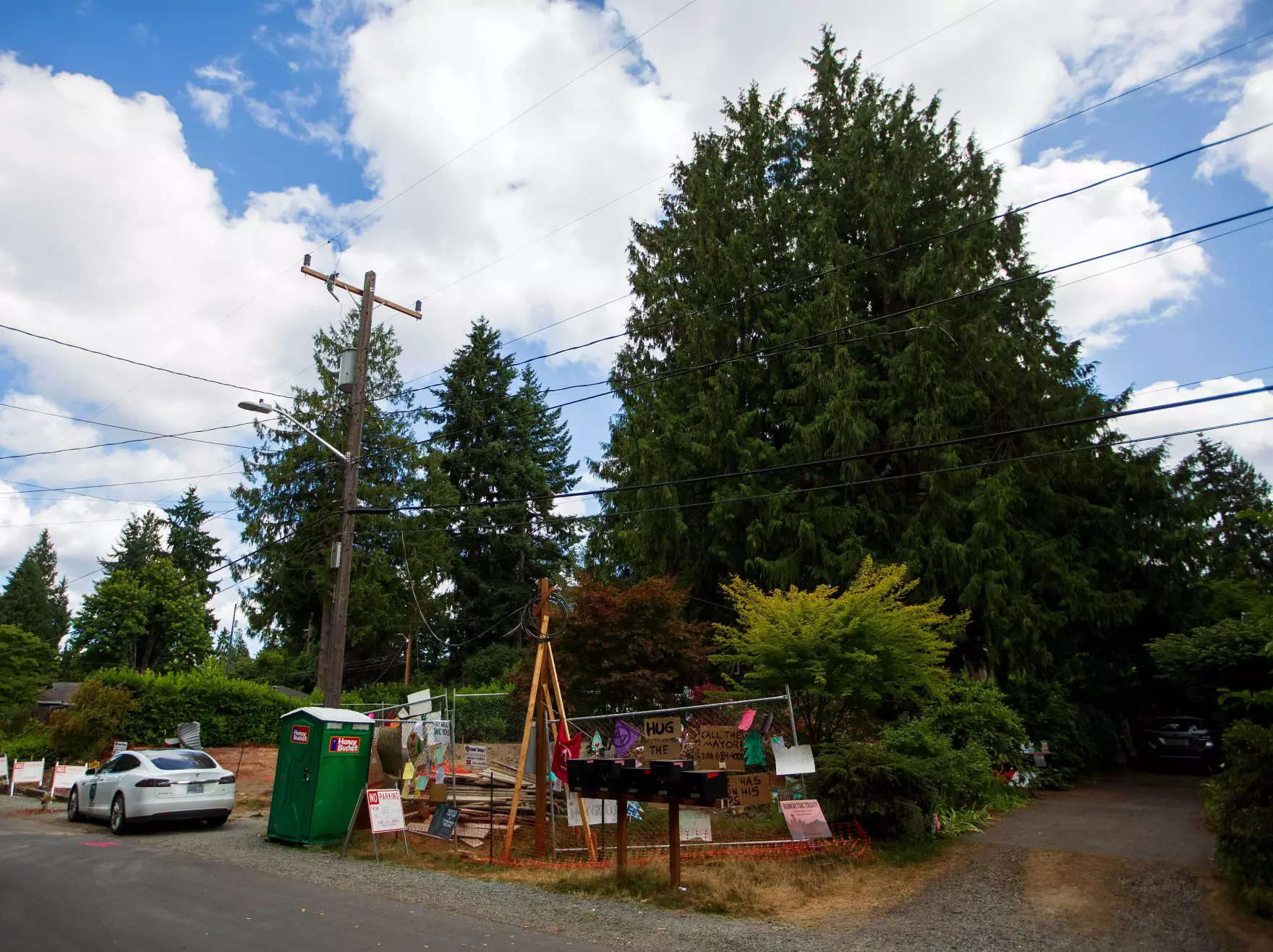 Climate advocates push to amend Seattle’s new tree ordinance