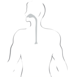 Diagram of coarse particles entering the body