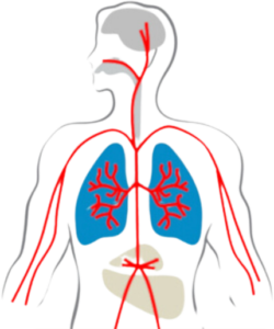 Diagram of ultrafine particles entering the body