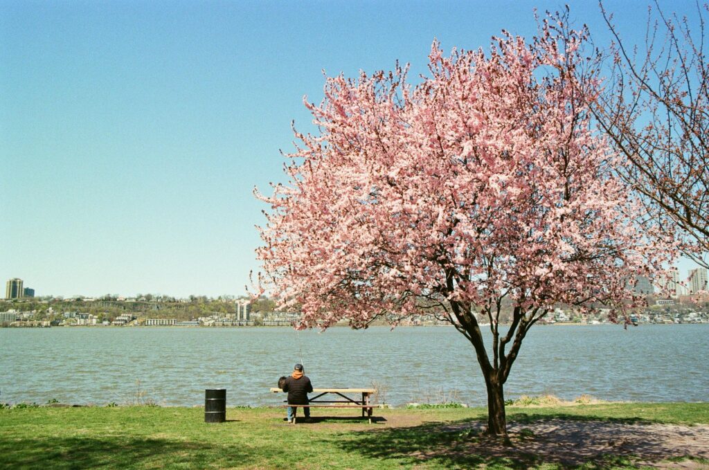 Cherry blossom tree with park bench along Lake Washington